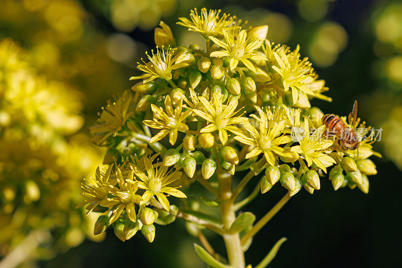 西部蜜蜂为一种多年生石生植物(Sedum dendroideum)鲜艳的黄色花朵授粉。